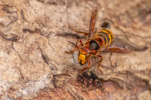 Les Frelons Européens Défendent Entrée Leurs Frelons Contre Les Envahisseurs — Photo