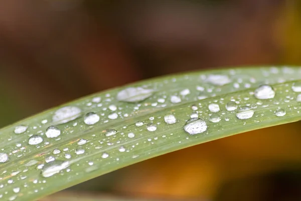 Raindrops Green Leaves Rainy Day Lot Rain Refreshes Nature Water — Stock Photo, Image