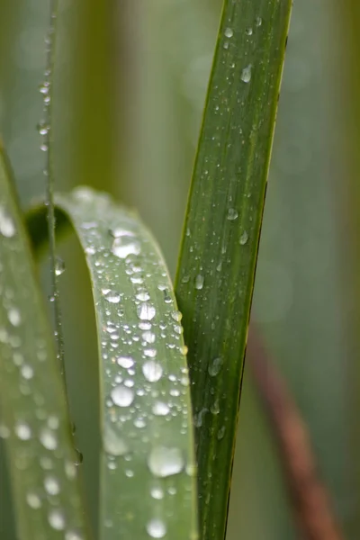 Gotas Chuva Folhas Verdes Depois Dia Chuvoso Com Muita Chuva — Fotografia de Stock
