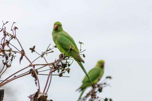 Green ring-necked parakeets with red beak and green feathers are exotic invaders in european nature with curious intelligence and green parrot sympathy