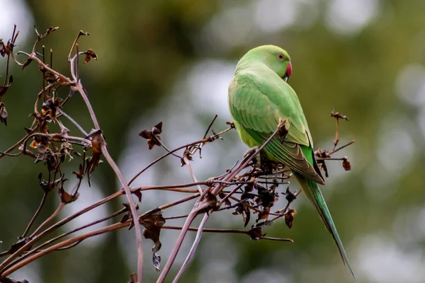 Green ring-necked parakeets with red beak and green feathers are exotic invaders in european nature with curious intelligence and green parrot sympathy