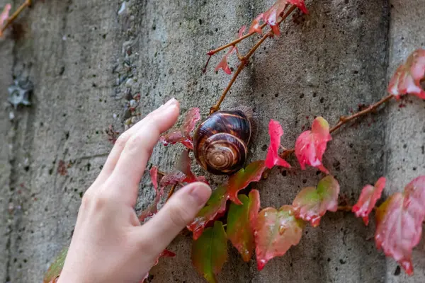 Big striped grapevine snail as pet is caught by a child hand for playing and analysis on a natural excursion and natural exploration as environmental protection action