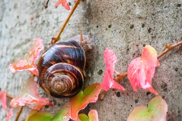 Velký Pruhovaný Hlemýžď Révy Vinné Velkou Skořápkou Detailním Makro Pohledu — Stock fotografie