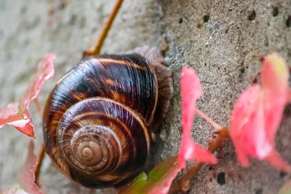 Big Striped Grapevine Snail Big Shell Close Macro View Shows — Stock Photo, Image