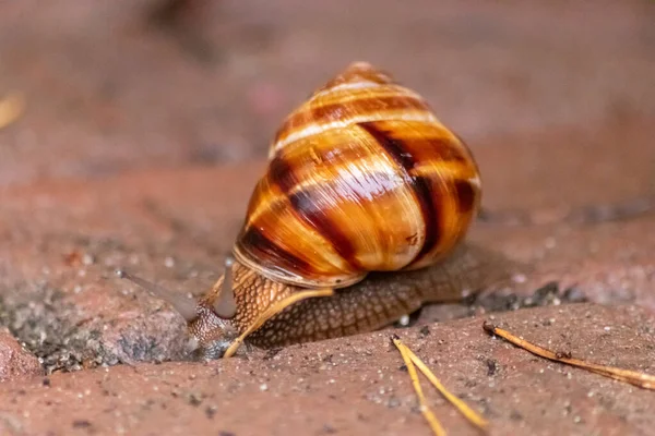 Big striped grapevine snail with a big shell in close-up and macro view shows interesting details of feelers, eyes, helix shell, skin and foot structure of large garden snail and delicious escargot