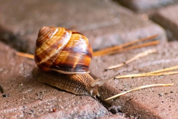 Big striped grapevine snail with a big shell in close-up and macro view shows interesting details of feelers, eyes, helix shell, skin and foot structure of large garden snail and delicious escargot