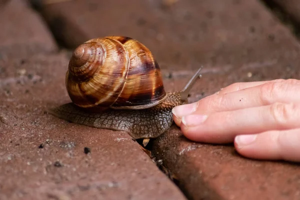 Gros Escargot Rayé Vigne Comme Animal Compagnie Est Attrapé Par — Photo