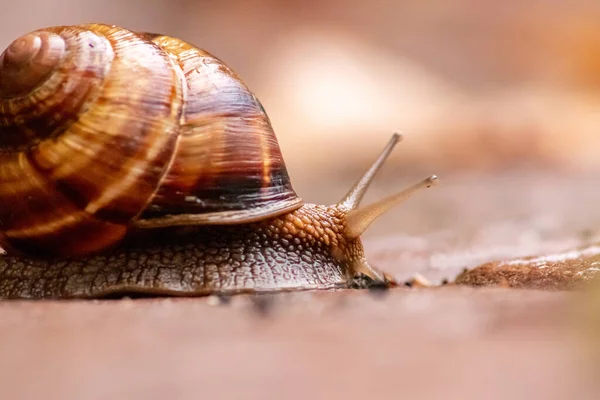 Big striped grapevine snail with a big shell in close-up and macro view shows interesting details of feelers, eyes, helix shell, skin and foot structure of large garden snail and delicious escargot