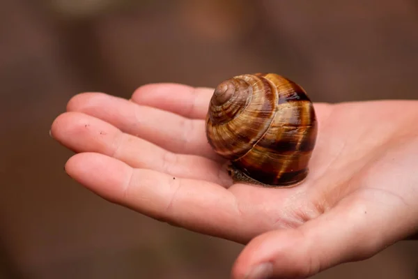 Big striped grapevine snail as pet is caught by a child hand for playing and analysis on a natural excursion and natural exploration as environmental protection action