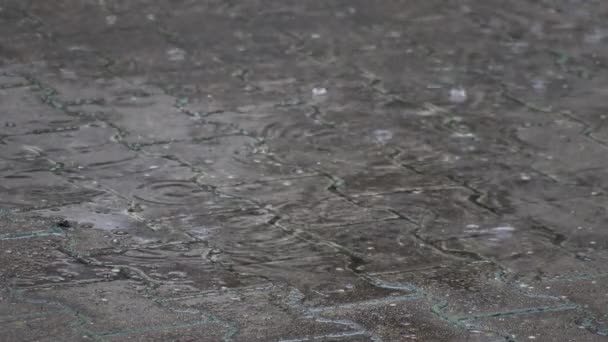 Caída Gotas Lluvia Charco Durante Las Lluvias Día Lluvioso Otoño — Vídeos de Stock