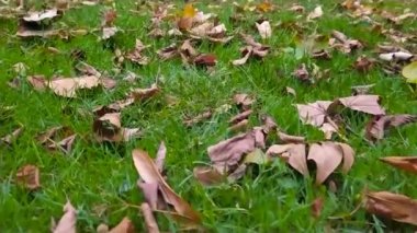 Sonbahar ve sonbaharda yeşil çimenlerin üzerindeki renkli yapraklar yere yakın düşük açılı yaprakların sonbaharda parkta huzur ve dinlendirici yürüyüş manzarası gibi yere yakın olduğunu gösteriyor.