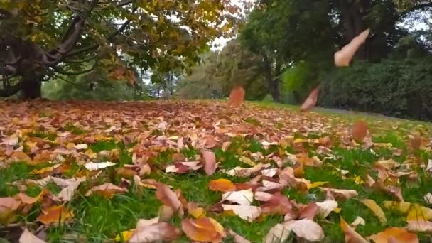 Padající Listy Zpomaleném Filmu Ukazují Barevné Listí Barevné Listy Podzim — Stock video