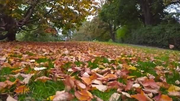 秋天落叶缓慢 叶色艳丽 秋天落叶多姿多彩 在金黄的十月和印度的夏天 绿草上静谧悠闲地飘落 — 图库视频影像