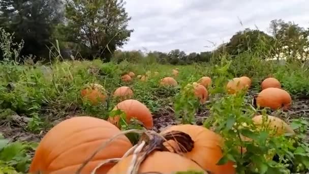 Boerderij Veld Met Rijpe Pompoenen Klaar Oogsten Voor Halloween Dankzegging — Stockvideo