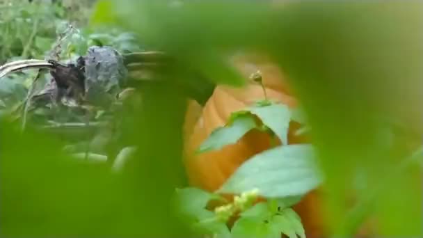Olgun Balkabaklarıyla Tarım Tarlası Cadılar Bayramı Şükran Günü Için Toplanmaya — Stok video