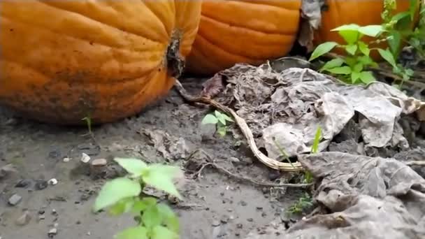 Champ Agricole Avec Des Citrouilles Mûres Est Prêt Récolter Pour — Video