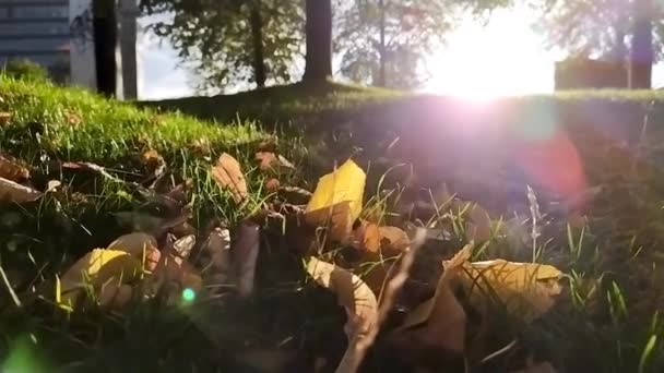 Барвисті Листя Ввечері Підсвічування Зеленій Траві Восени Восени Показують Падаючі — стокове відео