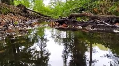 Küçük derede yüzen sakin su yeşil orman ormanlarında ipeksi su dalgalarını gösteriyor. Sağlıklı ortamda cennet gibi doğa ve turizm gezilerinde ferahlatıcı ve rahatlatıcı.