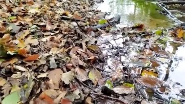 Küçük derede yüzen sakin su yeşil orman ormanlarında ipeksi su dalgalarını gösteriyor. Sağlıklı ortamda cennet gibi doğa ve turizm gezilerinde ferahlatıcı ve rahatlatıcı.