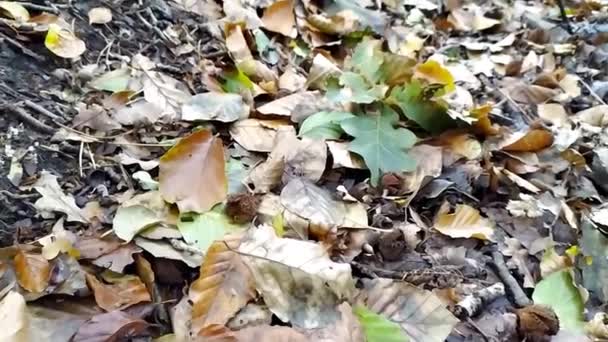 Eau Calme Flottante Dans Petit Ruisseau Travers Jungle Forestière Verte — Video