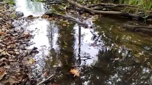 Lugnt Flytande Vatten Liten Bäck Genom Grön Skog Djungel Visar — Stockvideo