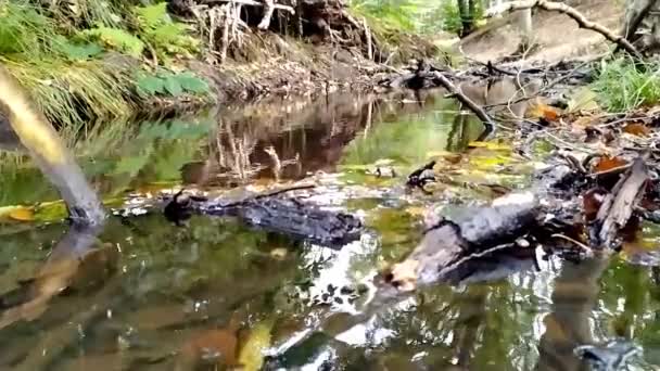 Lugnt Flytande Vatten Liten Bäck Genom Grön Skog Djungel Visar — Stockvideo
