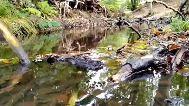 Спокійна Плаваюча Вода Маленькому Струмку Через Зелені Лісові Джунглі Показує — стокове відео