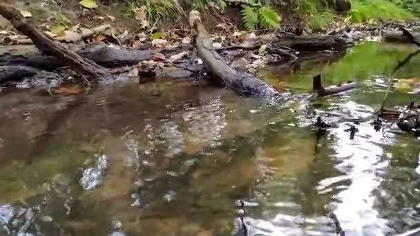 Eau Calme Flottante Dans Petit Ruisseau Travers Jungle Forestière Verte — Video