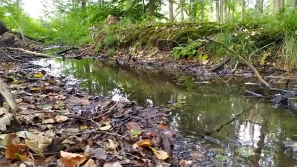 Маленький Лесной Ручей Спокойным Течением Воды Яркой Листвы Подсветке Низким — стоковое видео