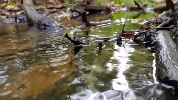 Lesní Potok Klidnou Tekoucí Vodou Jasným Listím Podsvícení Nízkým Úhlem — Stock video