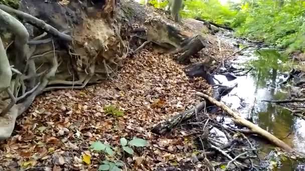 Спокойная Вода Маленьком Ручье Через Зеленые Лесные Джунгли Показывает Шелковистую — стоковое видео