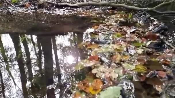 Agua Flotante Tranquila Pequeño Arroyo Través Selva Verde Muestra Ondulaciones — Vídeos de Stock