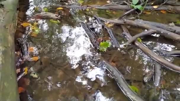 Potok Leśny Spokojną Płynącą Wodą Jasnymi Liśćmi Podświetleniu Niskim Kątem — Wideo stockowe