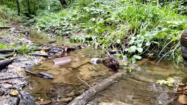 Kleiner Waldbach Mit Ruhig Fließendem Wasser Und Hellem Laub Gegenlicht — Stockvideo