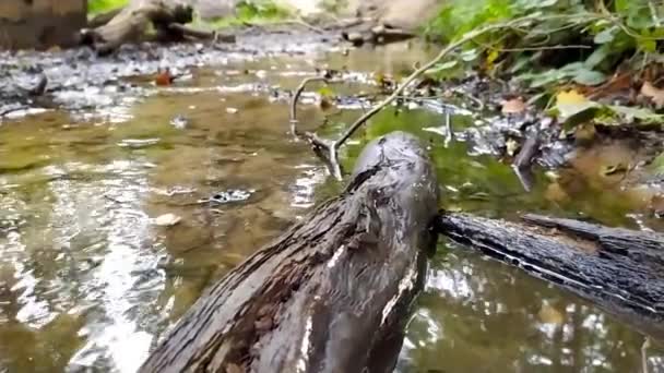 Bos Beek Met Rustig Stromend Water Helder Gebladerte Achtergrondlicht Laag — Stockvideo