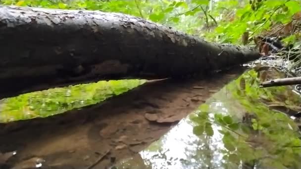Маленький Лесной Ручей Низким Углом Обзора Медленным Движением Над Упавшей — стоковое видео