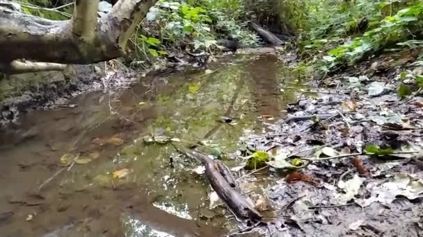 Лесной Ручей Спокойной Текучей Водой Яркой Листвы Подсветке Низким Углом — стоковое видео