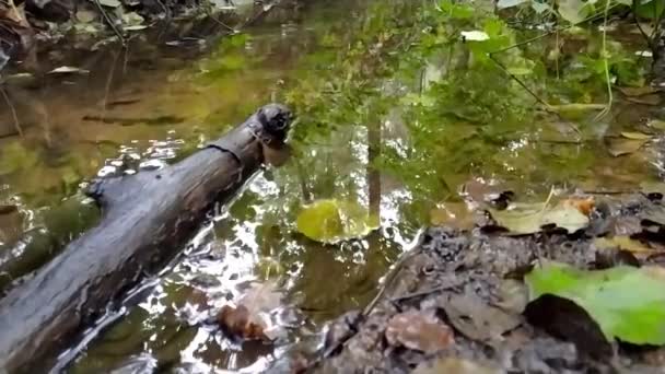 Potok Leśny Spokojną Płynącą Wodą Jasnymi Liśćmi Podświetleniu Niskim Kątem — Wideo stockowe