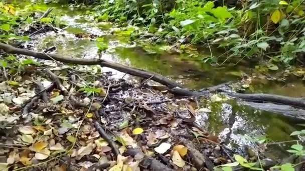 Agua Flotante Tranquila Pequeño Arroyo Través Selva Verde Muestra Ondulaciones — Vídeos de Stock