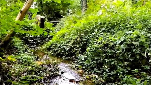 瞑想的なきれいな空気で牧歌的な緑の中を穏やかな流れる水で森の小川のハイキングツアーの映像は 自然の散歩として小川の上の小さな橋につながる自然の蛇行を示しています — ストック動画
