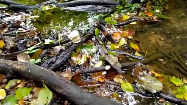 Potok Leśny Spokojną Płynącą Wodą Jasnymi Liśćmi Podświetleniu Niskim Kątem — Wideo stockowe