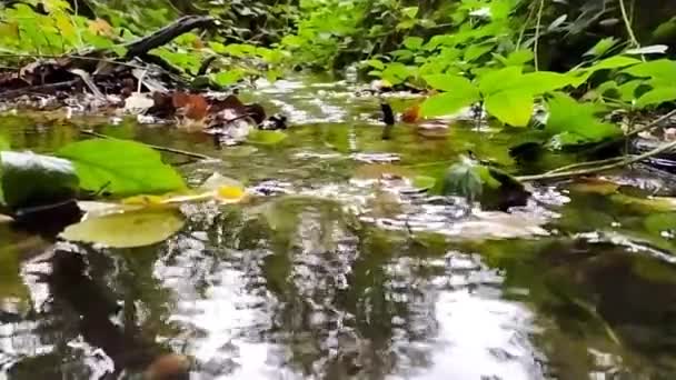 Lesní Potok Klidnou Tekoucí Vodou Jasným Listím Podsvícení Nízkým Úhlem — Stock video