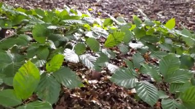 Güneşli ormandaki arka plan yeşillikleri, güneş ışınları ve ağaçlarla dolu yeşil yapraklar, temiz hava ve sonbahar ve sonbahar mevsimlerinde ormandaki cennet manzaralarını seyret.