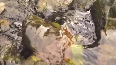 İpeksi su kayaların ve taşların üzerinden akıyor yosun ve ipeksi dalgalarla bir orman deresinin içinden geçiyor yavaş çekimde ve yüksek açılı bir turda cennet manzarası ve çevre korumasını gösteriyor.