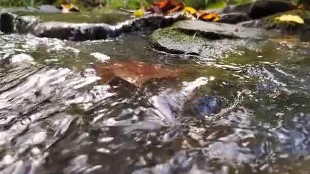 Природная Чистая Вода Течет Камням Скалам Мхом Шелковистыми Рядами Через — стоковое видео