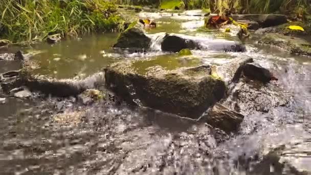 Kristalhelder Water Dat Rotsen Stenen Stroomt Met Mos Zijdezachte Rimpelingen — Stockvideo