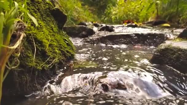 Doğal Temiz Taşların Kayaların Üzerinden Akıyor Yosun Ipeksi Dalgalar Yosun — Stok video