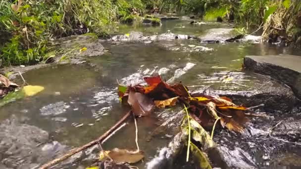 Crystal Clear Water Flowing Rocks Stones Moss Silky Ripples Forest — Stock Video