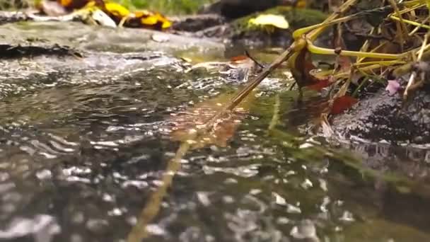 Naturalna Czysta Woda Przepływająca Przez Kamienie Skały Mchem Jedwabistymi Falami — Wideo stockowe