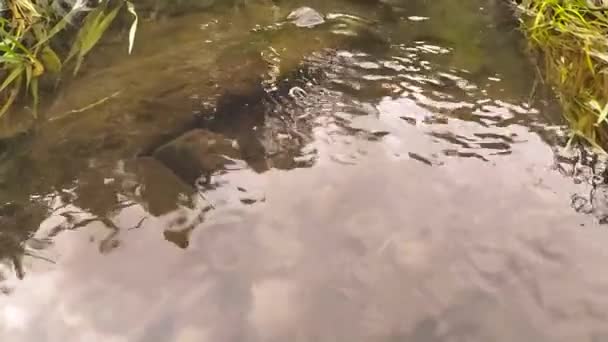 Silky Water Flowing Rocks Stones Moss Silky Ripples Forest Brook — Stock Video